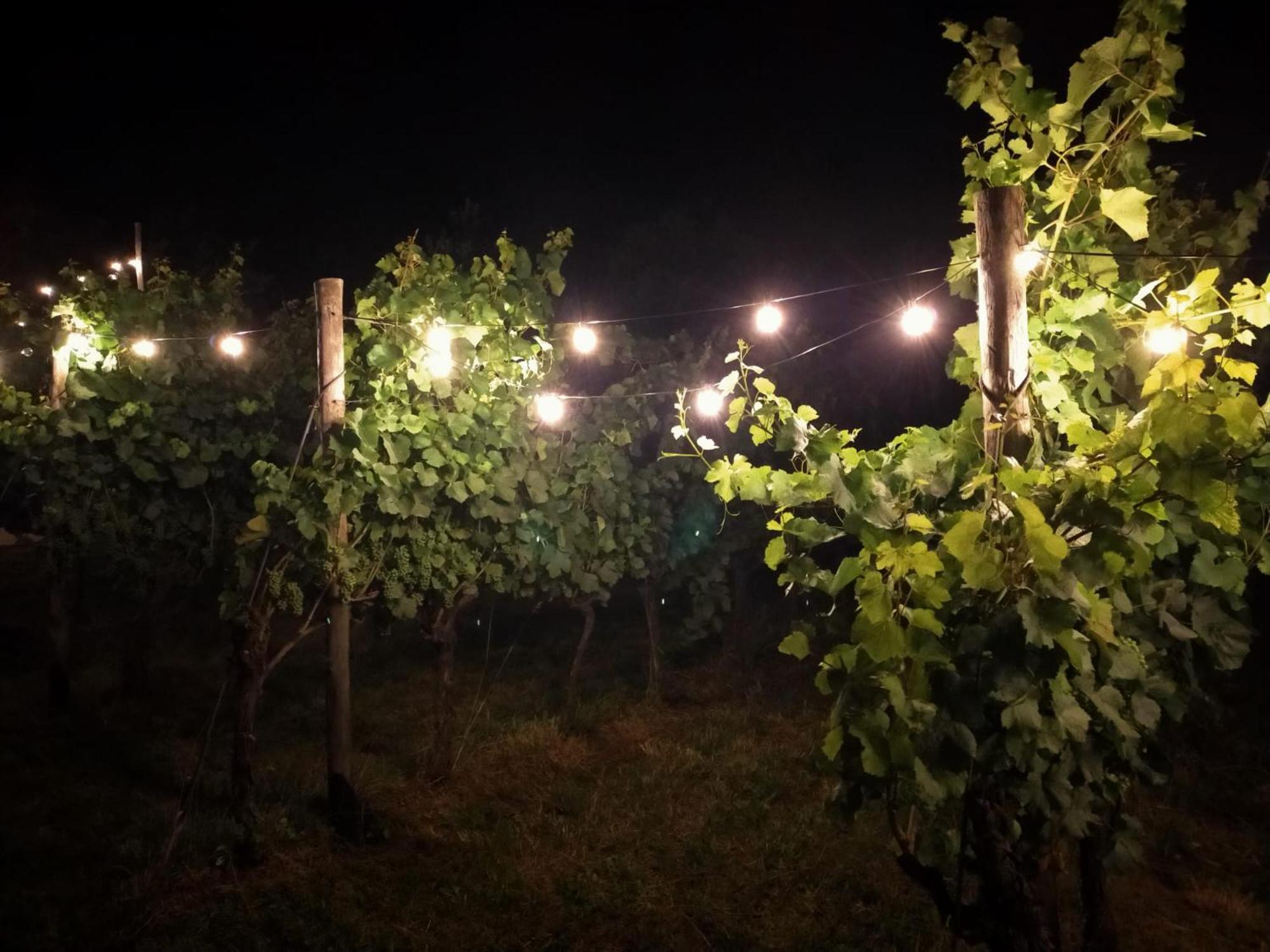 Agritur Verderame Trento Eksteriør billede